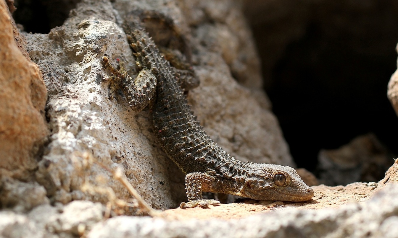 Tarentola mauritanica ?